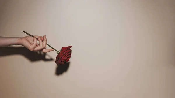 Vista Parziale Della Donna Che Tiene Rosa Rossa Fiore Sfondo — Foto Stock