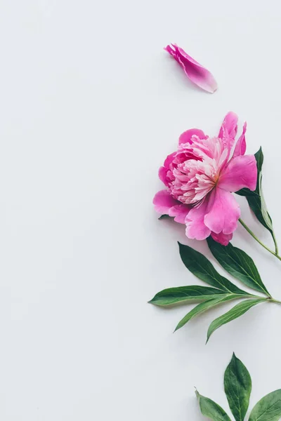 Vista superior de hermosa flor de peonía rosa con hojas aisladas en blanco - foto de stock