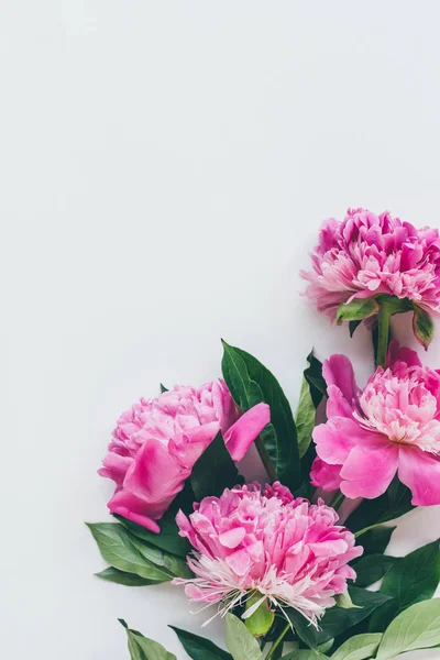 Ansicht von rosa Pfingstrosen mit Blättern auf weißem Grund — Stockfoto