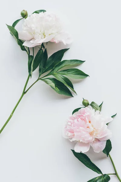 Top view of light pink peony flowers with leaves on white — Stock Photo