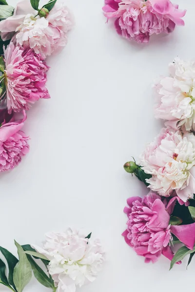 Vue du dessus de pivoine rose fleurissant sur blanc avec espace de copie — Photo de stock