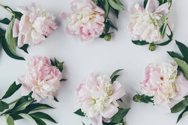 Vista dall'alto della cornice con fiori di peonia rosa chiaro con foglie su bianco — Foto stock