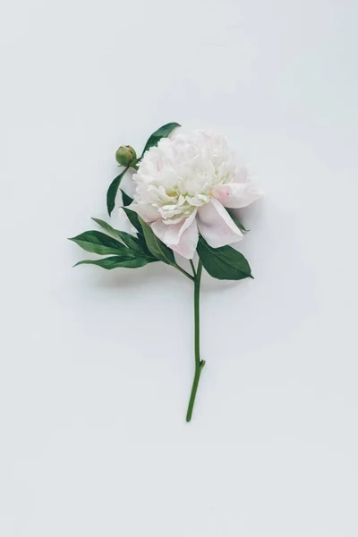 Top view of white peony flower with leaves isolated on white — Stock Photo