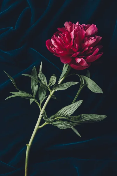 Top view of one pink peony with leaves on dark cloth — Stock Photo