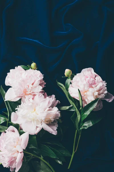 Вид зверху на світло-рожеві півонійні квіти на темній тканині — стокове фото