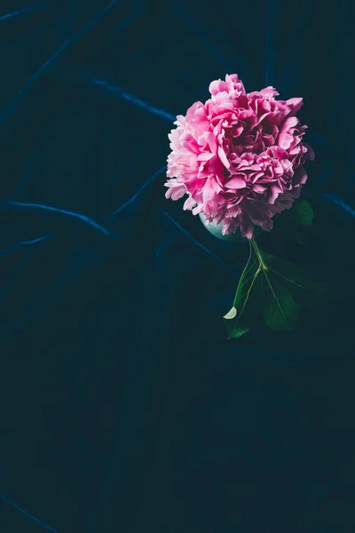 Vista dall'alto di fiori di peonia rosa con foglia su panno scuro — Foto stock