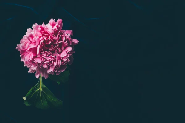 Vista dall'alto di peonia rosa su tessuto scuro con spazio copia — Foto stock