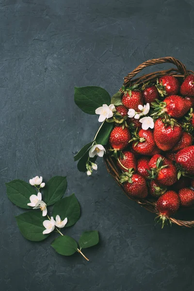 Blick von oben auf schöne Jasminblüten und frische reife Erdbeeren im Korb auf schwarz — Stockfoto