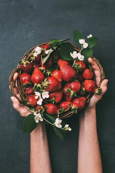 Tiro recortado de persona sosteniendo cesta con fresas frescas maduras y flores de jazmín - foto de stock