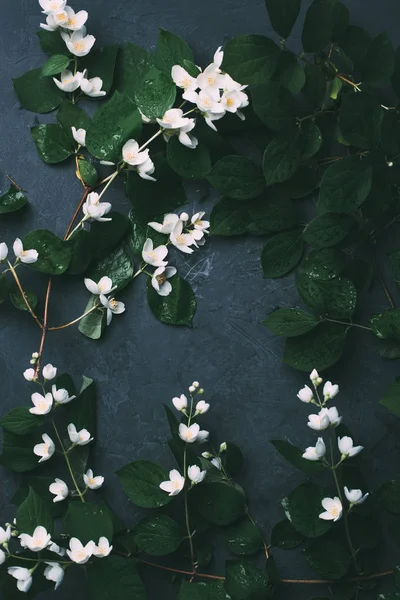 Draufsicht auf schöne weiße Jasminblüten und grüne Blätter auf schwarz — Stockfoto