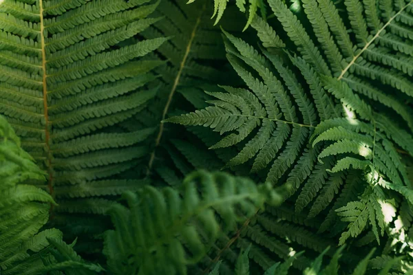 Primo piano sfondo con foglie di felce verde — Foto stock