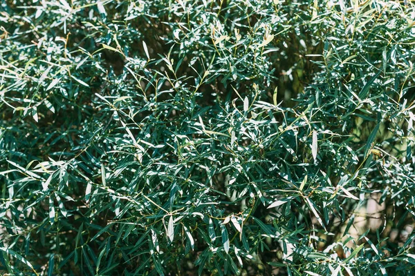 Primo piano di sfondo floreale con albero verde — Foto stock