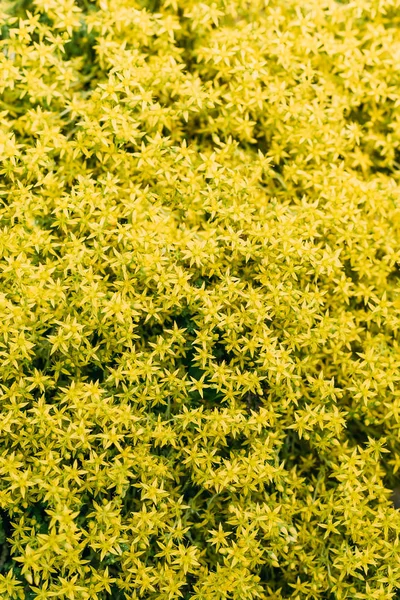 Floral texture with little yellow flowers — Stock Photo