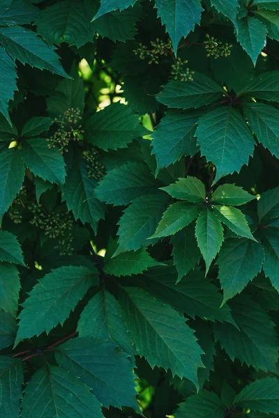 Close up texture of green wild grape leaves — Stock Photo