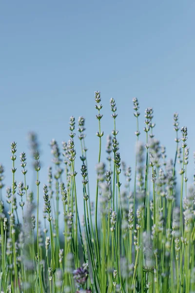 Gros plan de fleurs de lavande avec ciel bleu — Photo de stock