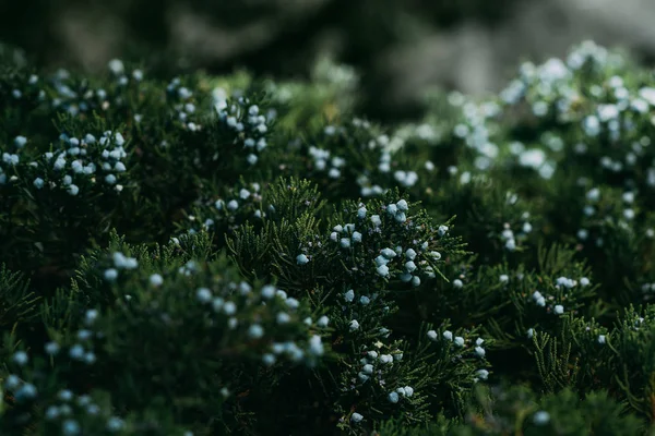 Close up texture of dark green juniper tree with berries — Stock Photo