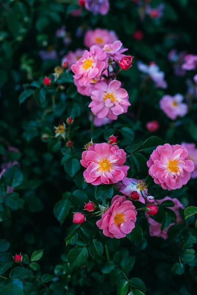 Vue rapprochée des roses roses sur le buisson vert — Photo de stock