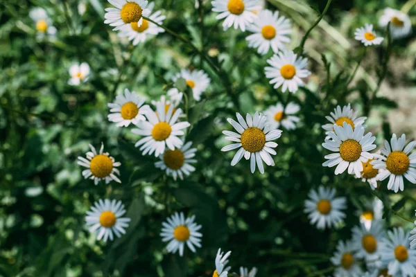 Close up of floral background with beautiful chamomile flowers — Stock Photo