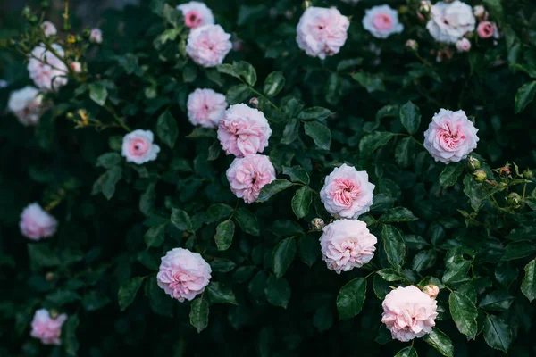 Primer plano de hermosa rosa rosa claro arbusto - foto de stock