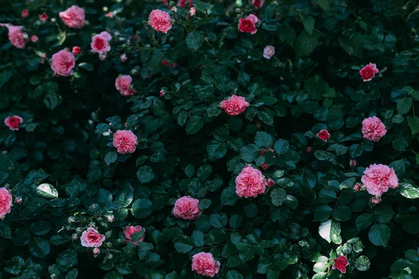 Close up view of pink rose flowers on green bush — Stock Photo