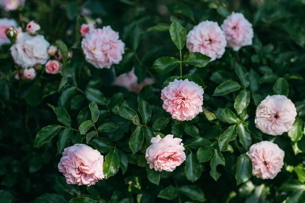 Vista de cerca de las flores de rosa rosa claro en el arbusto - foto de stock