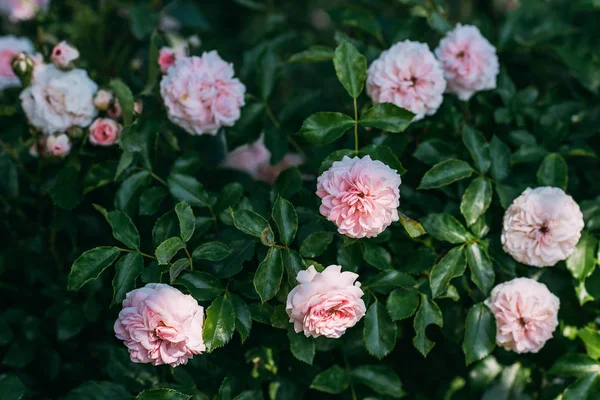 Close up view of light pink rose flowers on bush — Stock Photo