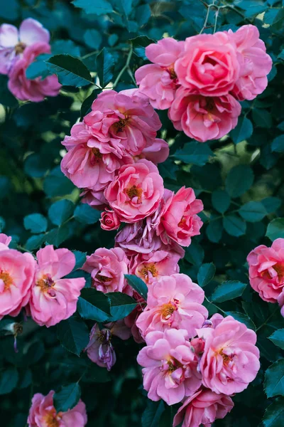 Vista de cerca de las flores de rosa rosa en el arbusto - foto de stock