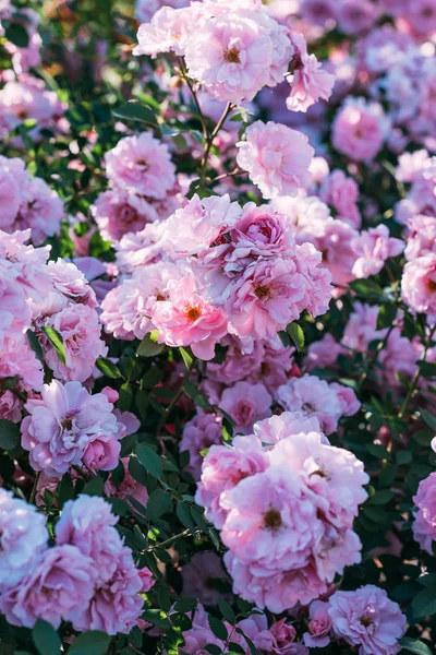 Vista de cerca de rosa rosa flores - foto de stock