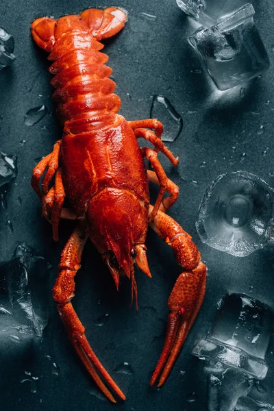 Closeup view of crayfish on tabletop with melting ice cubes — Stock Photo