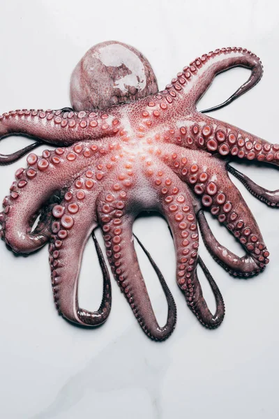 Top view of big octopus on light marble surface — Stock Photo