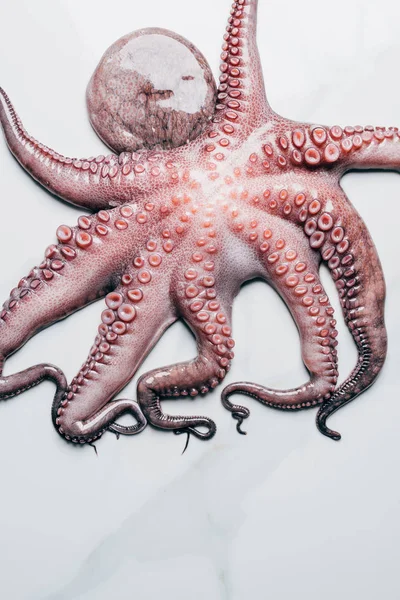 Top view of big octopus on light marble surface — Stock Photo