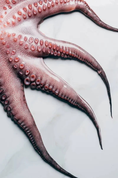 Top view of uncooked octopus on light marble surface — Stock Photo