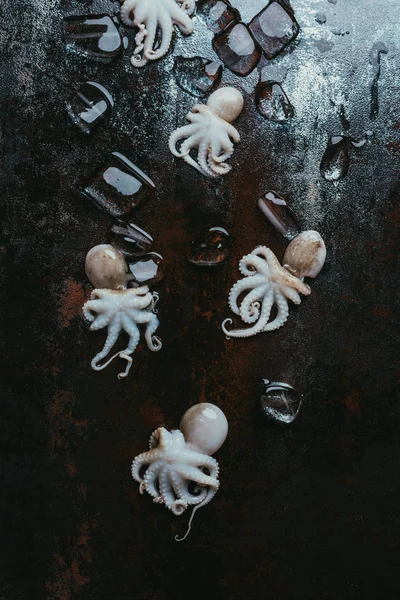 Top view of little raw octopuses with ice cubes on rusty metal surface — Stock Photo