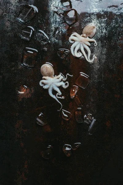 Top view of small uncooked octopuses with ice cubes on rusty metal surface — Stock Photo