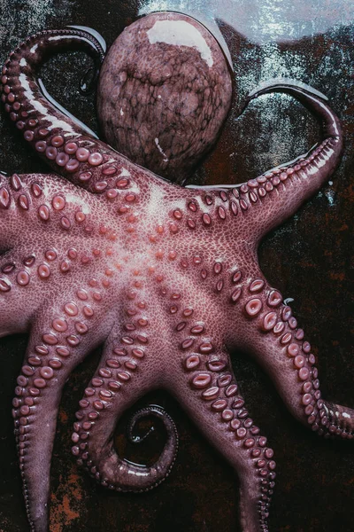 Vue de dessus du gros poulpe avec tentacules sur une surface métallique rouillée — Photo de stock