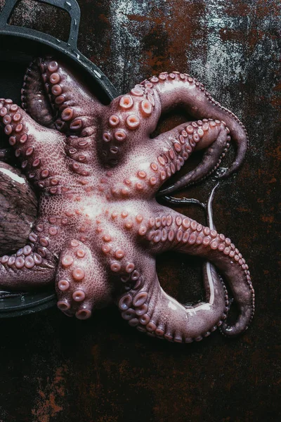 Top view of big raw octopus in saucepan on rusty metal surface — Stock Photo
