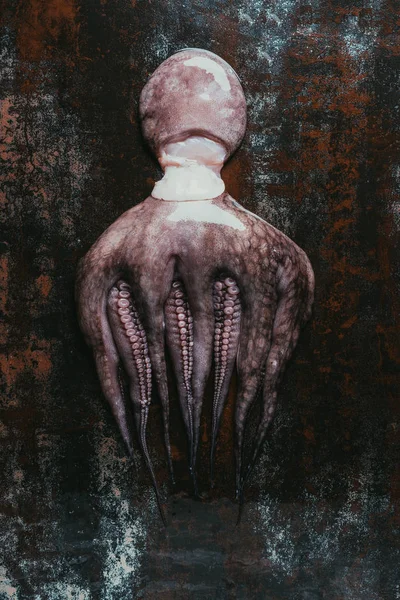Top view of big wet uncooked octopus on rusty metal surface — Stock Photo