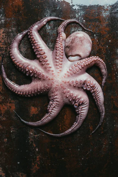 Top view of big uncooked octopus on rusty metal surface — Stock Photo