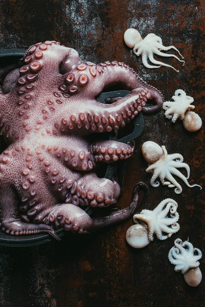 Top view of one big octopus in saucepan and small octopuses on rusty metal surface — Stock Photo