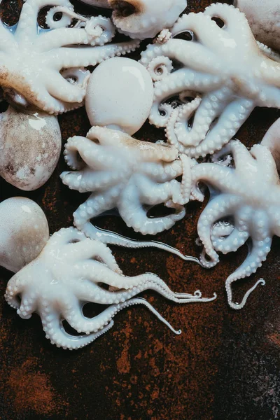 Top view of small octopuses on rusty metal surface — Stock Photo