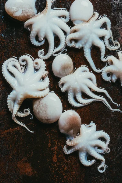 Top view of wet uncooked small octopuses on rusty metal surface — Stock Photo