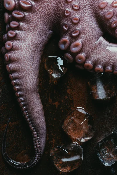 Vista dall'alto di tentacoli di polpo crudo con cubetti di ghiaccio su superficie metallica arrugginita — Foto stock