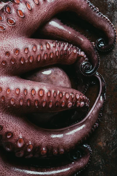 Вид на большие щупальца осьминога на ржавой металлической поверхности — стоковое фото