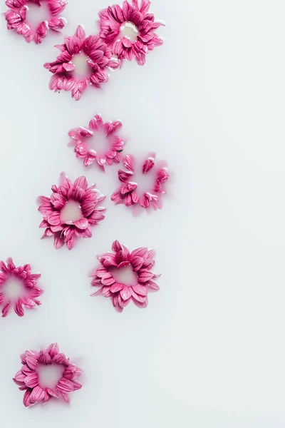 Vista superior de hermosas flores de crisantemo rosa en el fondo de la leche - foto de stock