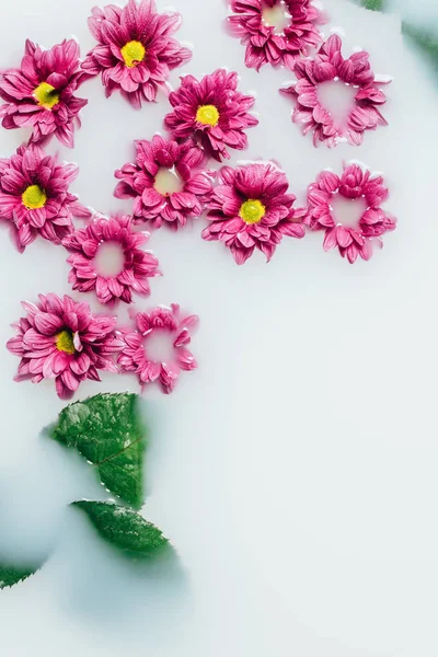 Vista dall'alto di bellissimi fiori di crisantemo rosa e foglie verdi sullo sfondo del latte — Foto stock