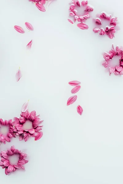 Vista superior de hermosas flores y pétalos de crisantemo rosa en el fondo de la leche - foto de stock