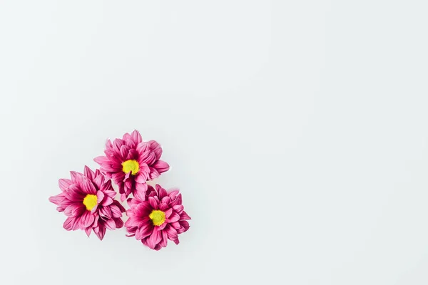 Vista superior de hermosas flores de crisantemo rosa en el fondo de la leche - foto de stock