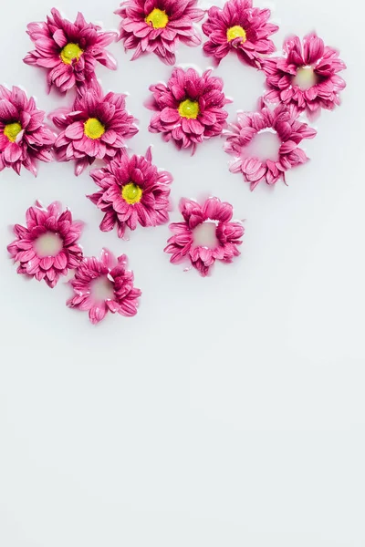 Vista superior de hermosas flores de crisantemo rosa en el fondo de la leche - foto de stock
