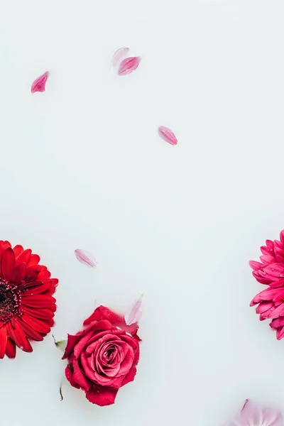 Vista superior de hermosas flores de gerberas y rosa en leche - foto de stock