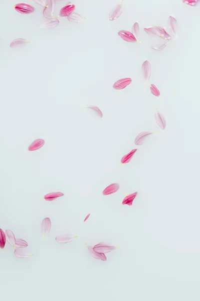 Vue de dessus des pétales de fleurs rose et lilas disposés dans le lait — Photo de stock